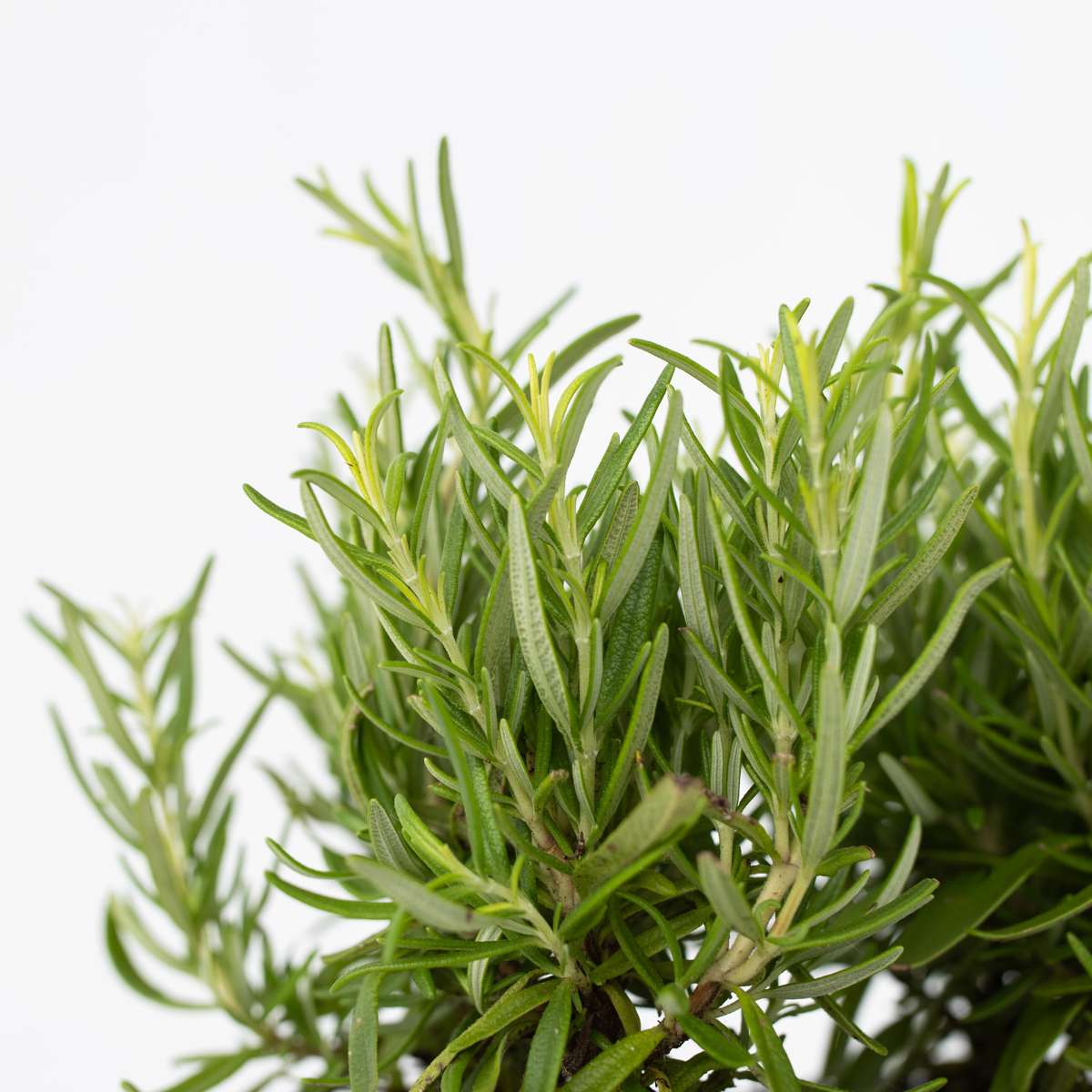Rosemary - 12 pcs. - Rosmarinus officinalis - Height 10-20cm - ⌀9cm