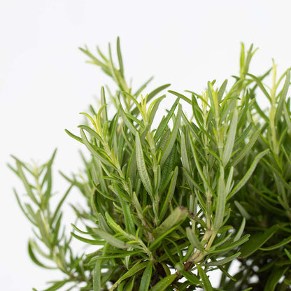 Rosemary - 12 pcs. - Rosmarinus officinalis - Height 10-20cm - ⌀9cm