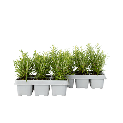 Rosemary - 12 pcs. - Rosmarinus officinalis - Height 10-20cm - ⌀9cm