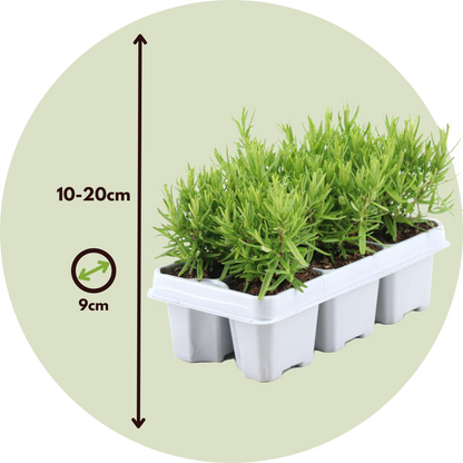 Rosemary - 12 pcs. - Rosmarinus officinalis - Height 10-20cm - ⌀9cm