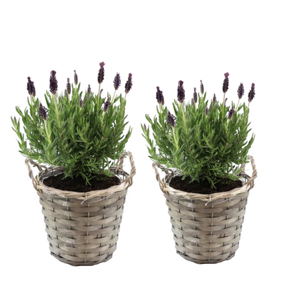 Lavender bush - 2 pcs. - Lavandula stoechas 'Anouk' - Height 25-35cm - ⌀15cm