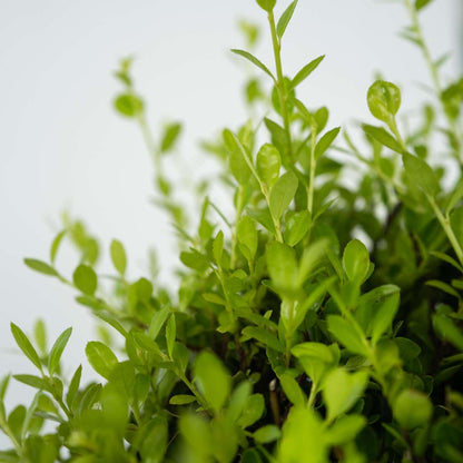Japanese holly - 12 pcs. - Ilex crenata 'Jenny' - Height 10-20cm - ⌀9cm