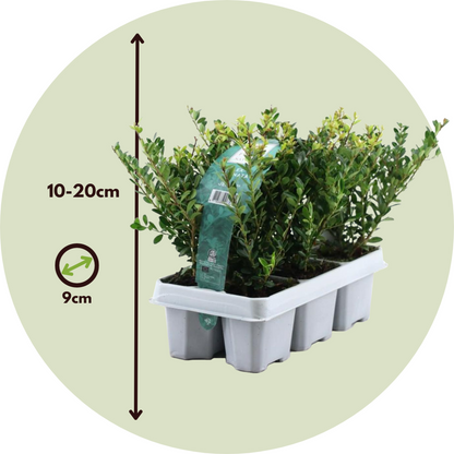 Japanese holly - 12 pcs. - Ilex crenata 'Jenny' - Height 10-20cm - ⌀9cm