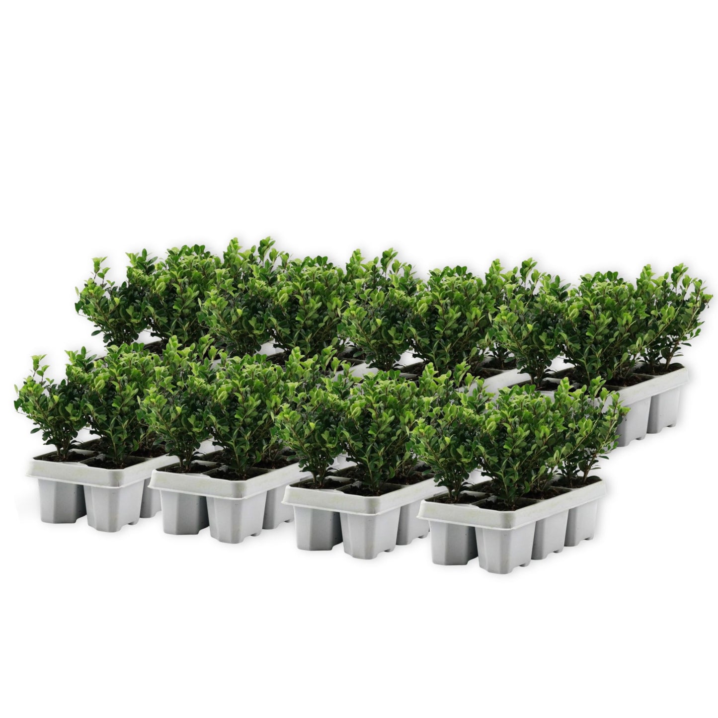 Japanese holly - 48 pcs. - Ilex crenata 'Jenny' - Height 10-20cm - ⌀9cm