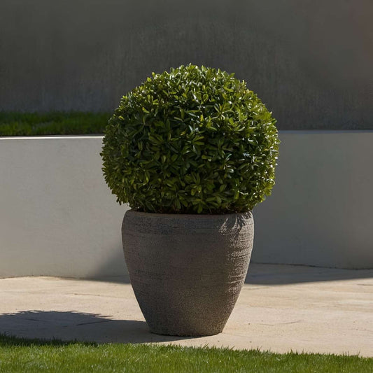 Japanese holly - 2 pcs. Ilex crenata 'Jenny' - Height 30-40cm - ⌀17cm