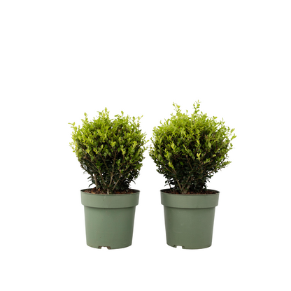 Japanese holly - 2 pcs. Ilex crenata 'Jenny' - Height 30-40cm - ⌀17cm