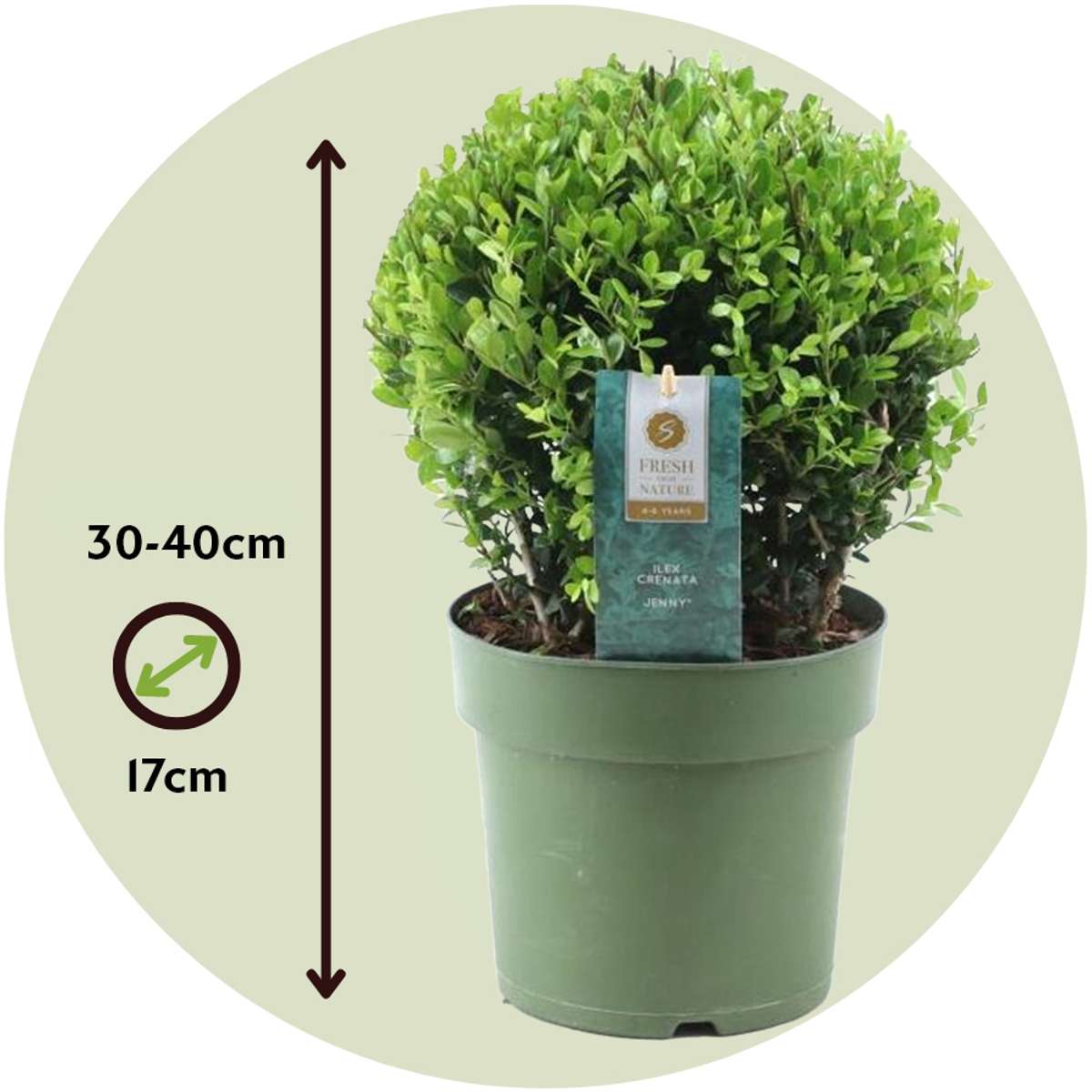 Japanese holly - 2 pcs. Ilex crenata 'Jenny' - Height 30-40cm - ⌀17cm