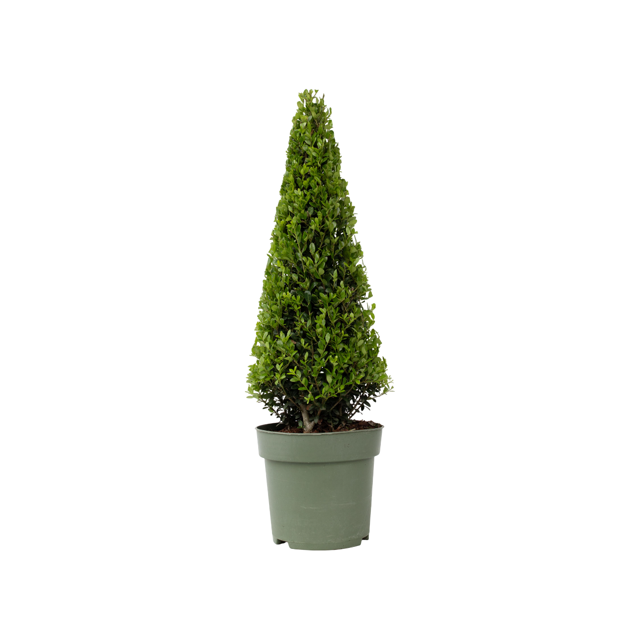 Japanese holly - Ilex crenata 'Jenny' - Height 55-65cm - ⌀21cm