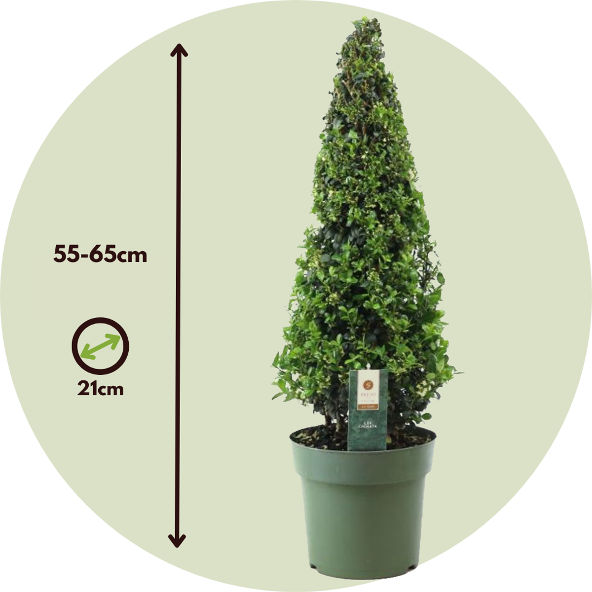 Japanese holly - Ilex crenata 'Jenny' - Height 55-65cm - ⌀21cm