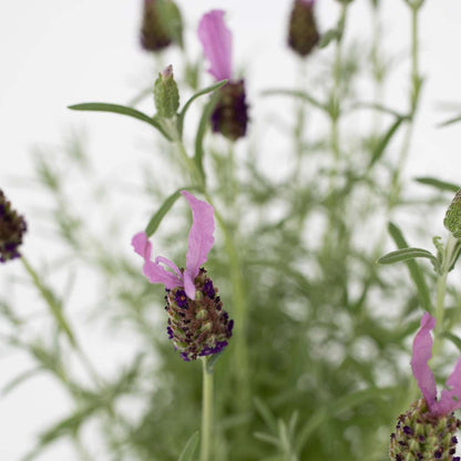 Lavender - Lavandula stoechas 'Anouk' - Height 45-55cm - ⌀15cm
