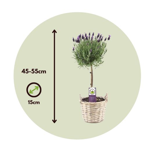 Lavender - Lavandula stoechas 'Anouk' - Height 45-55cm - ⌀15cm