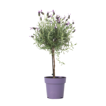 Lavender - Lavandula stoechas 'Anouk' - Height 45-55cm - ⌀15cm