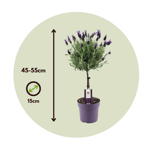 Lavender - 2 pcs. - Lavandula stoechas 'Anouk' - Height 45-55cm - ⌀15cm