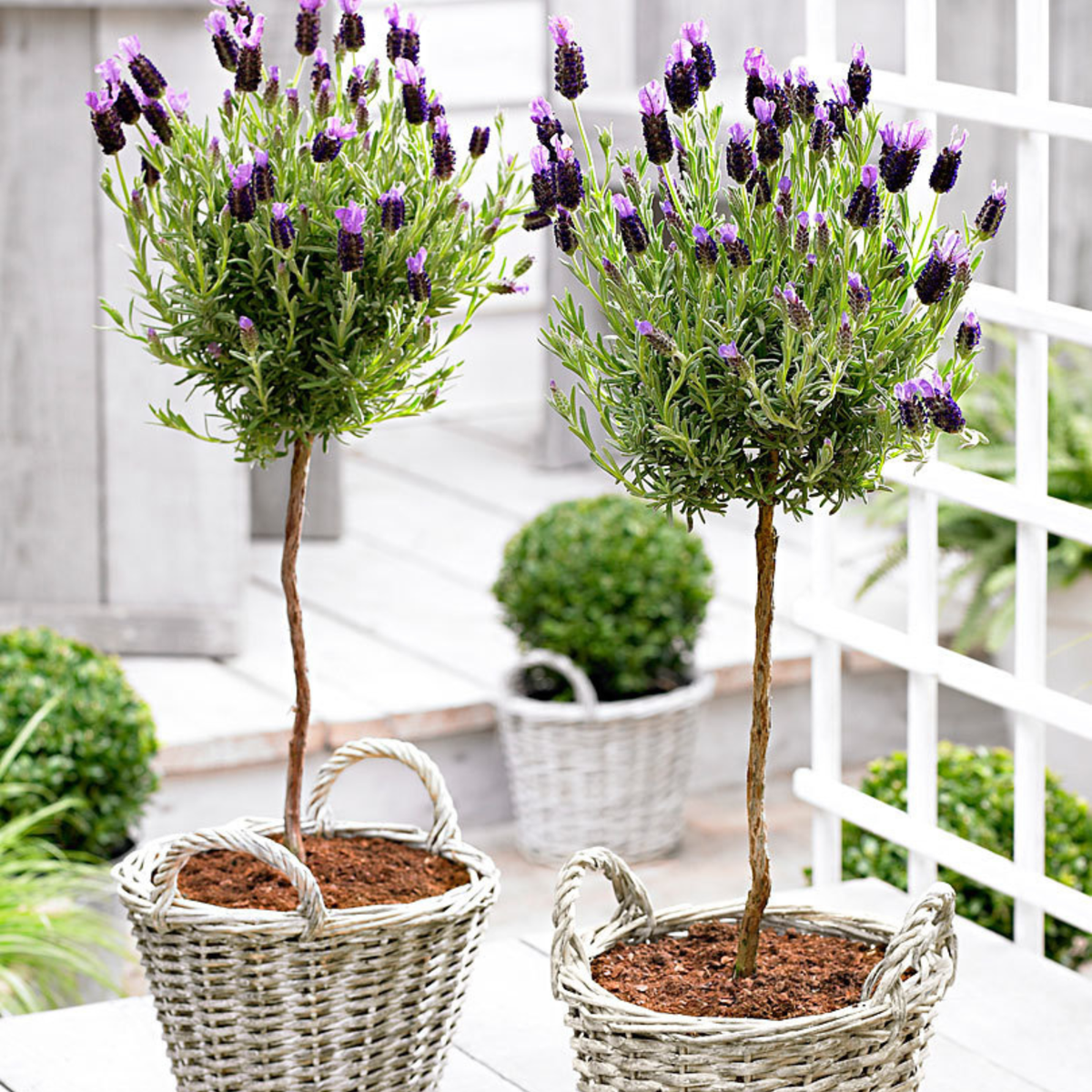 Lavender - 2 pcs. - Lavandula stoechas 'Anouk' - Height 45-55cm - ⌀15cm