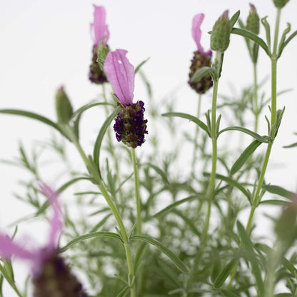 Lavender - 2 pcs. - Lavandula stoechas 'Anouk' - Height 45-55cm - ⌀15cm
