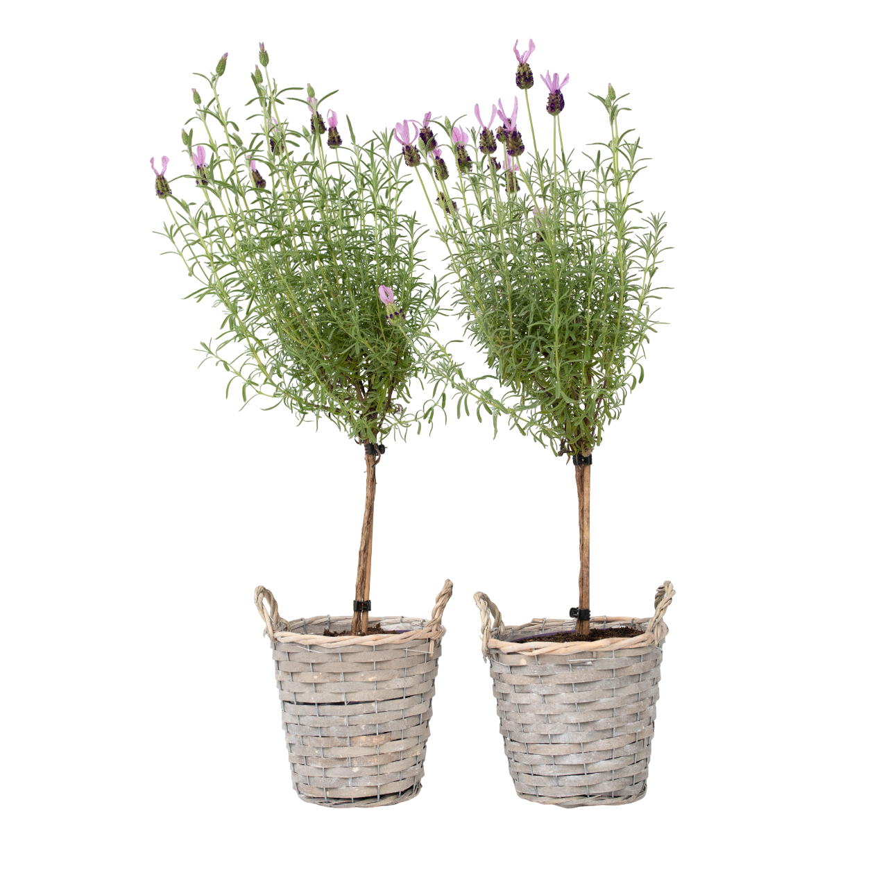 Lavender - 2 pcs. - Lavandula stoechas 'Anouk' - Height 45-55cm - ⌀15cm