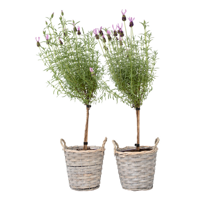 Lavender - 2 pcs. - Lavandula stoechas 'Anouk' - Height 45-55cm - ⌀15cm