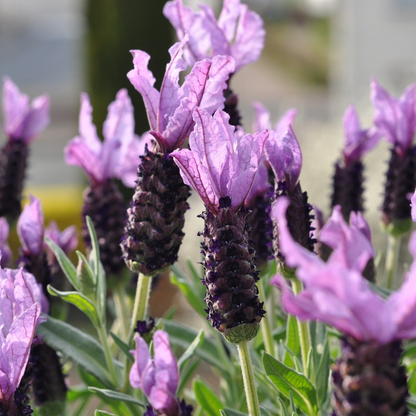Lavender - 2 pcs. - Lavandula stoechas 'Anouk' - Height 45-55cm - ⌀15cm