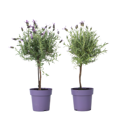 Lavender - 2 pcs. - Lavandula stoechas 'Anouk' - Height 45-55cm - ⌀15cm