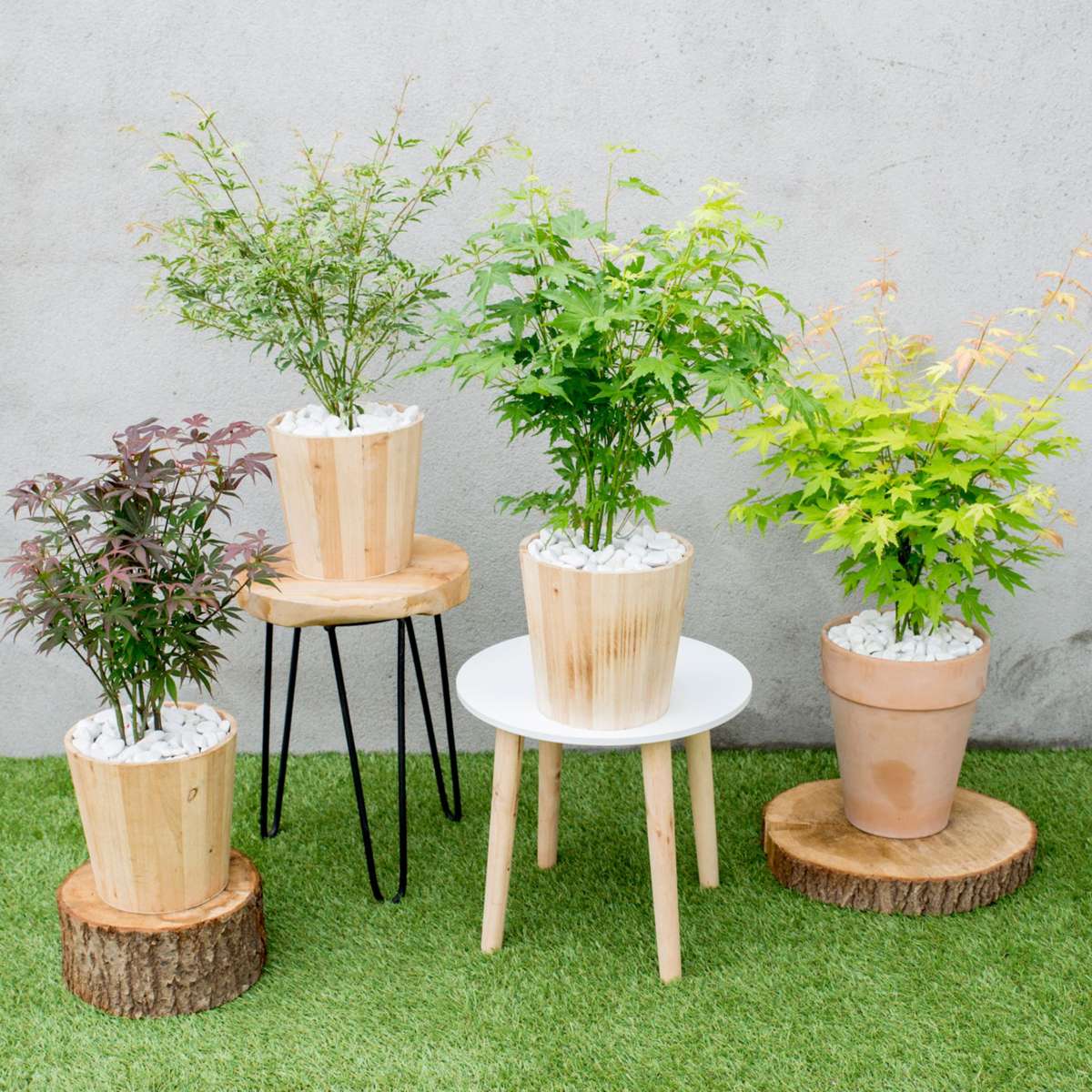 Japanese maple - 4 pcs - Acer palmatum 'Mix' - Height 35-55cm - ⌀15cm