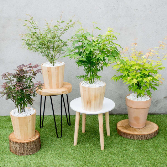 Japanese maple - 4 pcs - Acer palmatum 'Mix' - Height 35-55cm - ⌀15cm