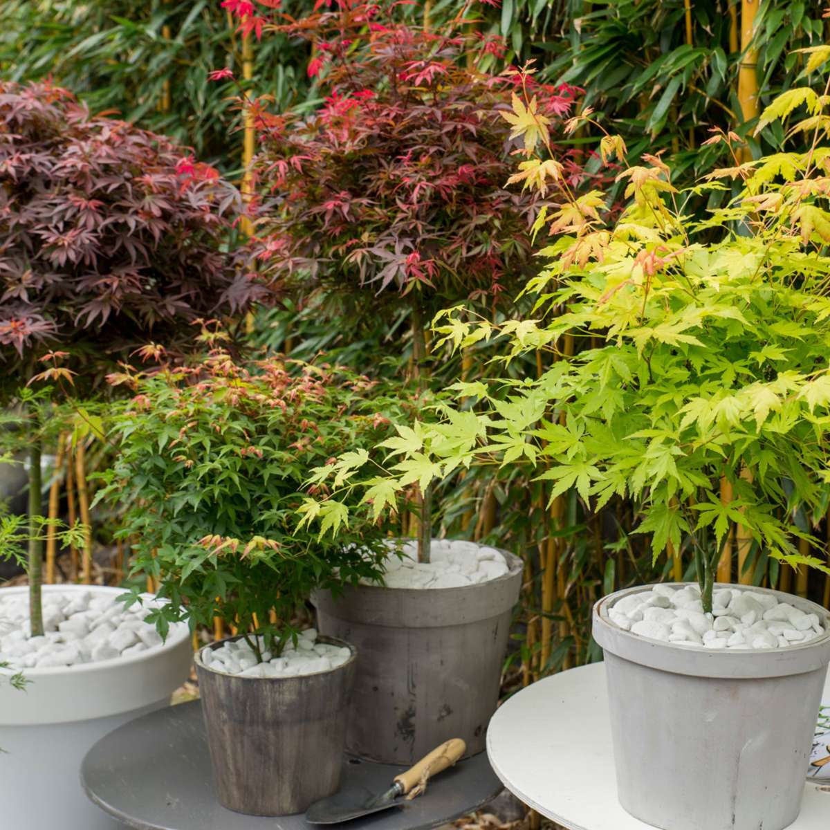 Japanese maple - 4 pcs - Acer palmatum 'Mix' - Height 35-55cm - ⌀15cm