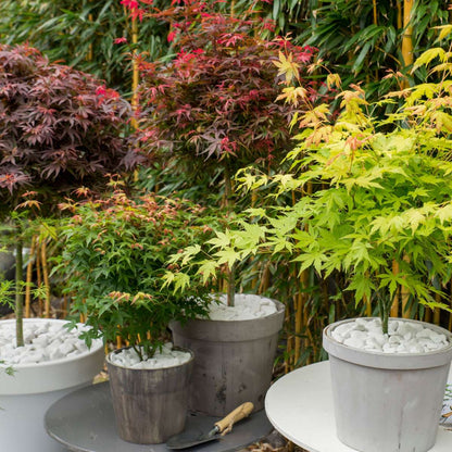 Japanese maple - 4 pcs - Acer palmatum 'Mix' - Height 35-55cm - ⌀15cm