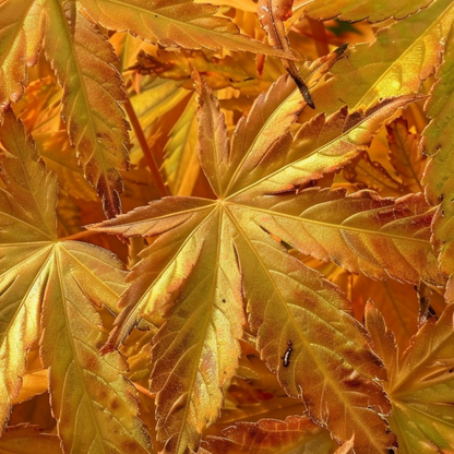 Japanese maple - 4 pcs - Acer palmatum 'Mix' - Height 35-55cm - ⌀15cm