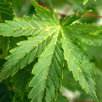 Japanese maple - 4 pcs - Acer palmatum 'Mix' - Height 35-55cm - ⌀15cm