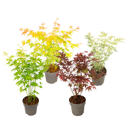Japanese maple - 4 pcs - Acer palmatum 'Mix' - Height 35-55cm - ⌀15cm