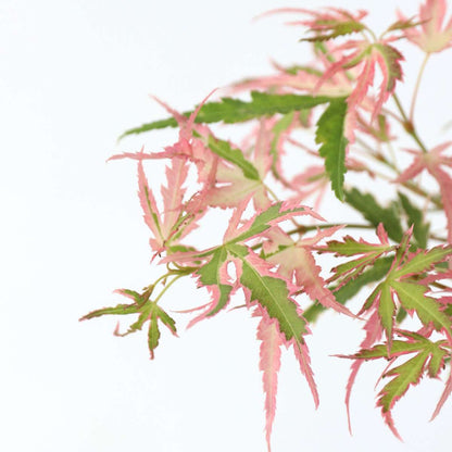 Japanese maple - 2 pcs. - Acer 'Ukigumo', Acer 'Taylor' - Height 35-55cm - ⌀15cm