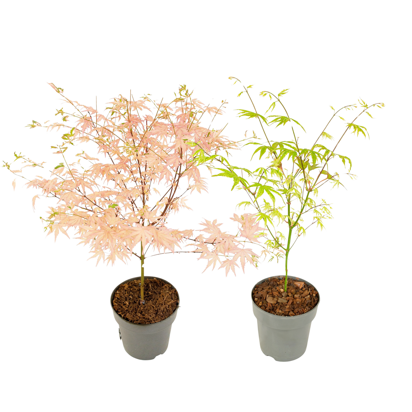 Japanese maple - 2 pcs. - Acer 'Ukigumo', Acer 'Taylor' - Height 35-55cm - ⌀15cm