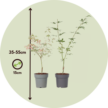 Japanese maple - 2 pcs. - Acer 'Ukigumo', Acer 'Taylor' - Height 35-55cm - ⌀15cm
