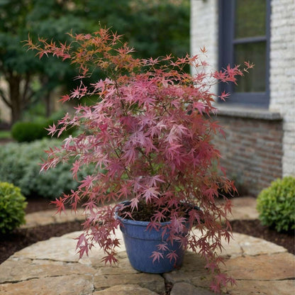 Japanese maple - Acer palmatum 'Amagi-shigure' - Height 30-40cm - ⌀13cm