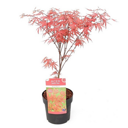 Japanese maple - Acer palmatum 'Amagi-shigure' - Height 30-40cm - ⌀13cm