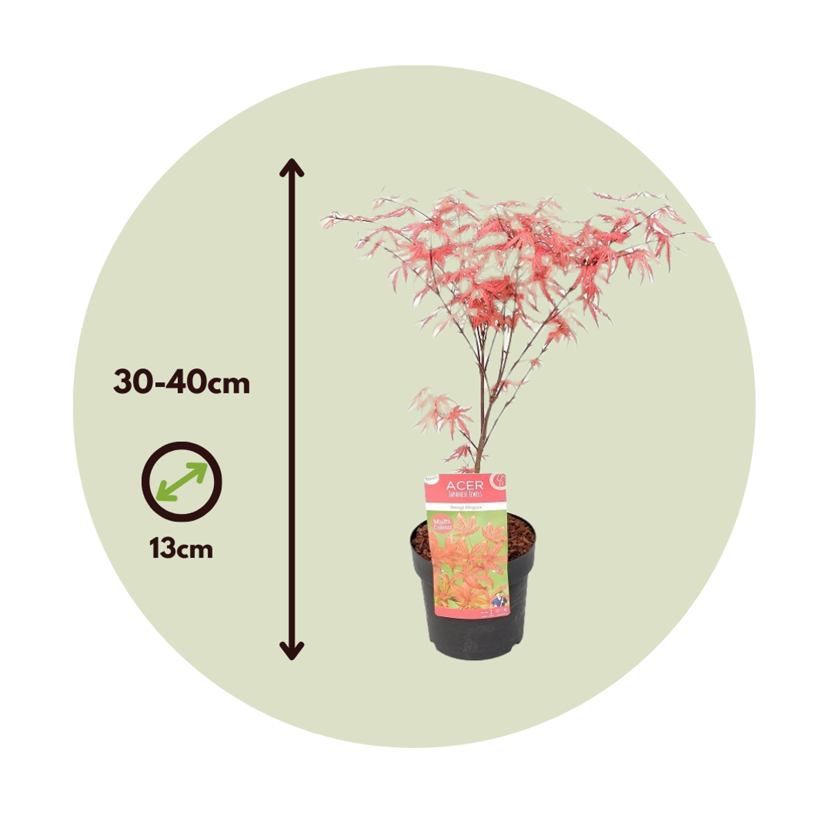 Japanese maple - 2 pcs. - Acer palmatum 'Amagi-shigure' - Height 30-40cm - ⌀13cm