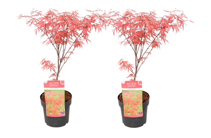 Japanese maple - 2 pcs. - Acer palmatum 'Amagi-shigure' - Height 30-40cm - ⌀13cm