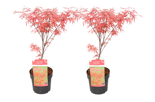 Japanese maple - 2 pcs. - Acer palmatum 'Amagi-shigure' - Height 30-40cm - ⌀13cm
