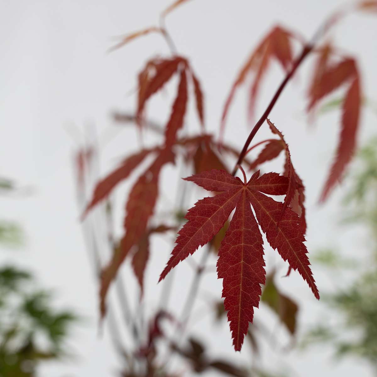 Japanese maple - 4 pcs. - Acer palmatum - Height 25-40cm - ⌀10,5cm