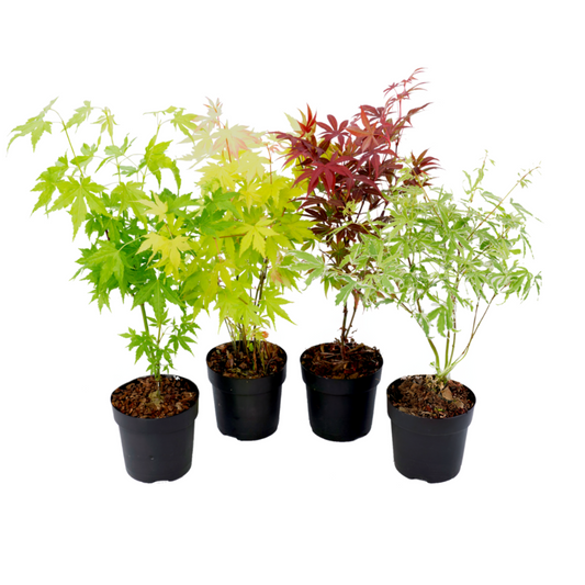 Japanese maple - 4 pcs. - Acer palmatum - Height 25-40cm - ⌀10,5cm