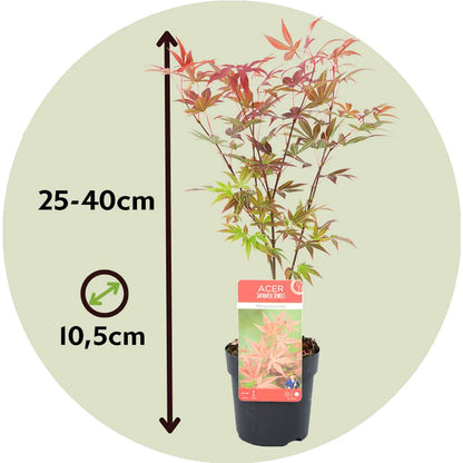 Japanese maple - 4 pcs. - Acer palmatum - Height 25-40cm - ⌀10,5cm