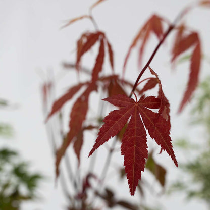 Japanese maple - 8 pcs. - Acer palmatum - Height 25-40cm - ⌀10,5cm