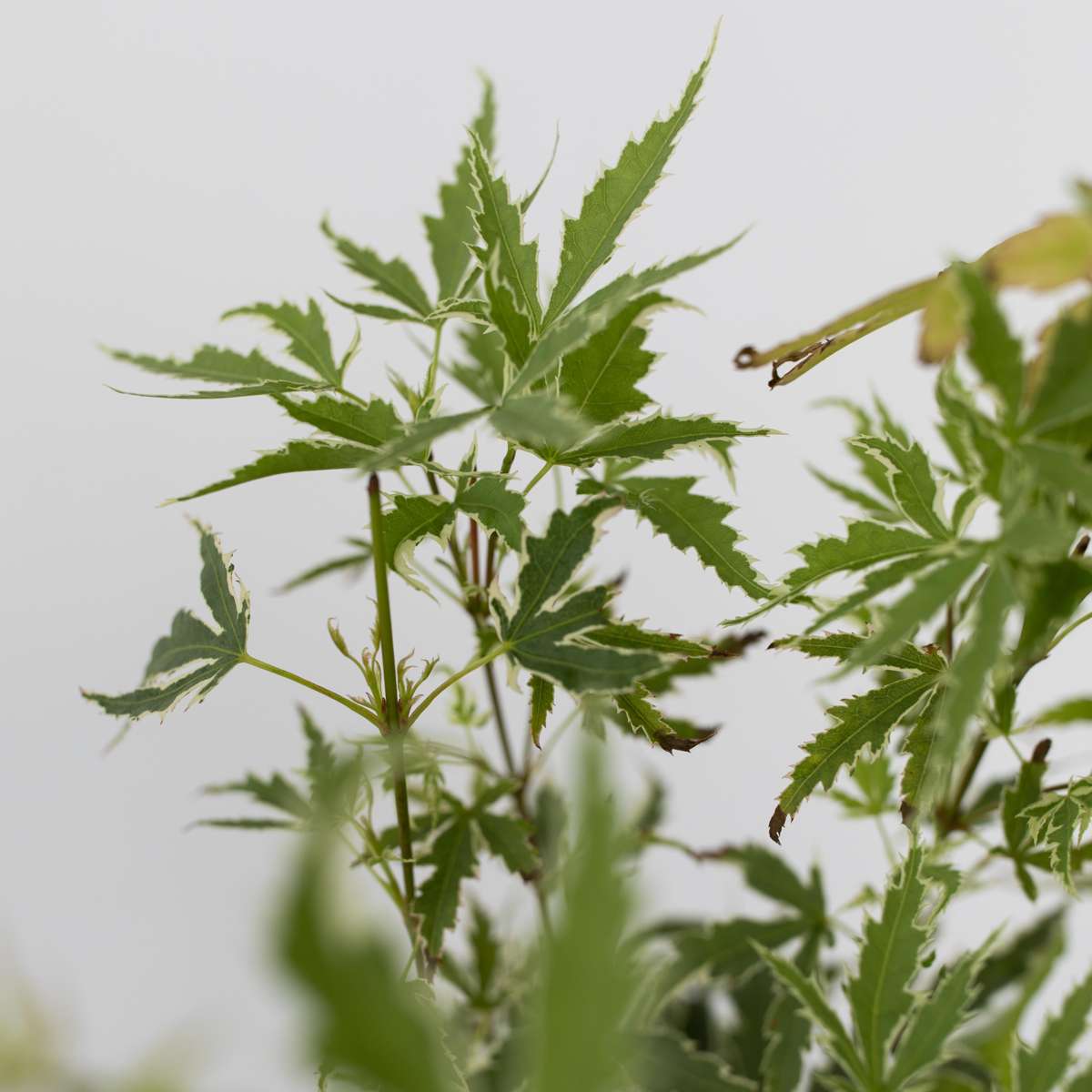 Japanese maple - 8 pcs. - Acer palmatum - Height 25-40cm - ⌀10,5cm