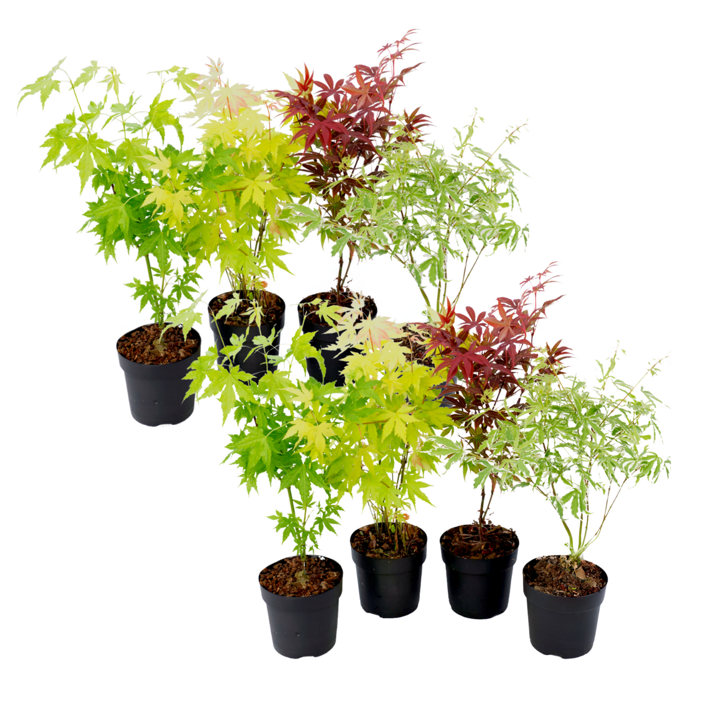 Japanese maple - 8 pcs. - Acer palmatum - Height 25-40cm - ⌀10,5cm