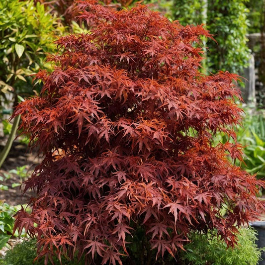 Japanese maple - Acer palmatum 'Shaina' - Height 80-90cm - ⌀19cm