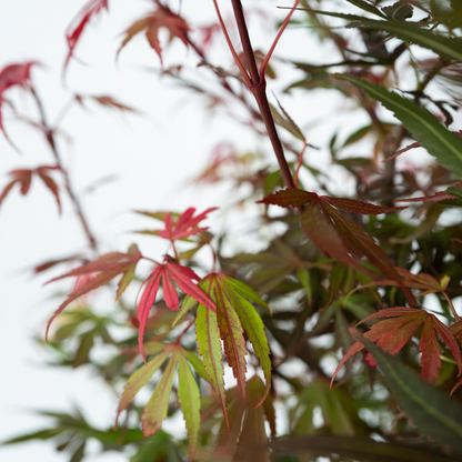 Japanese maple - Acer palmatum 'Shaina' - Height 80-90cm - ⌀19cm