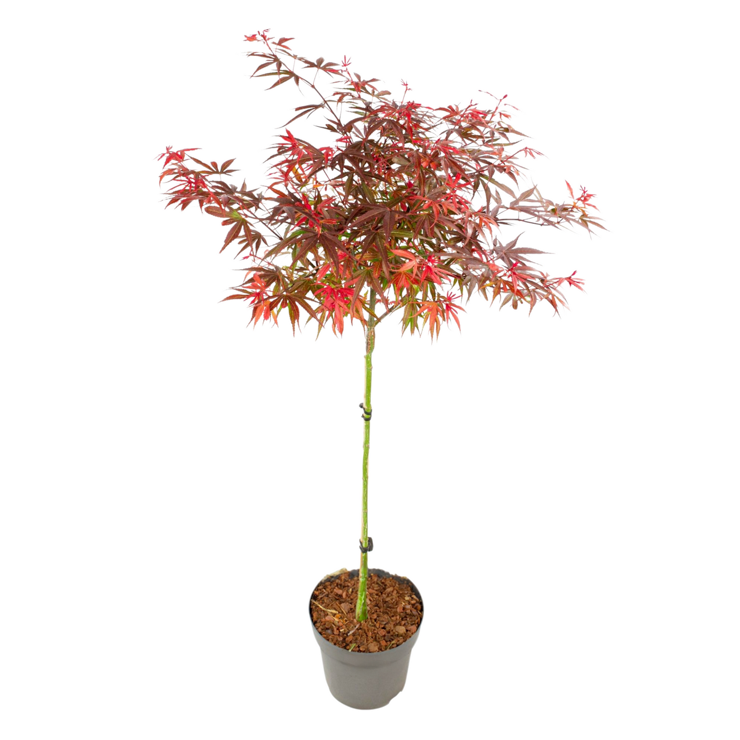 Japanese maple - Acer palmatum 'Shaina' - Height 80-90cm - ⌀19cm