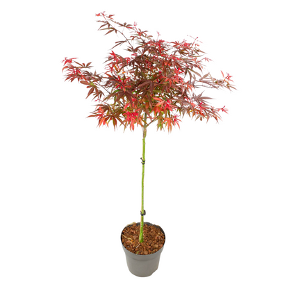 Japanese maple - Acer palmatum 'Shaina' - Height 80-90cm - ⌀19cm
