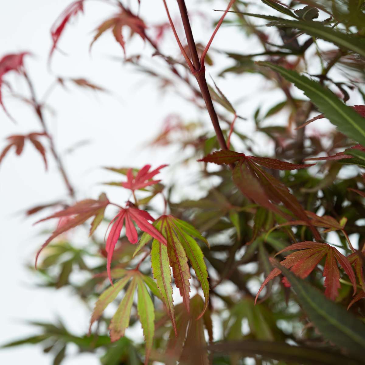 Japanese maple - 2 pcs. - Acer palmatum 'Shaina' - Height 80-90cm - ⌀19cm