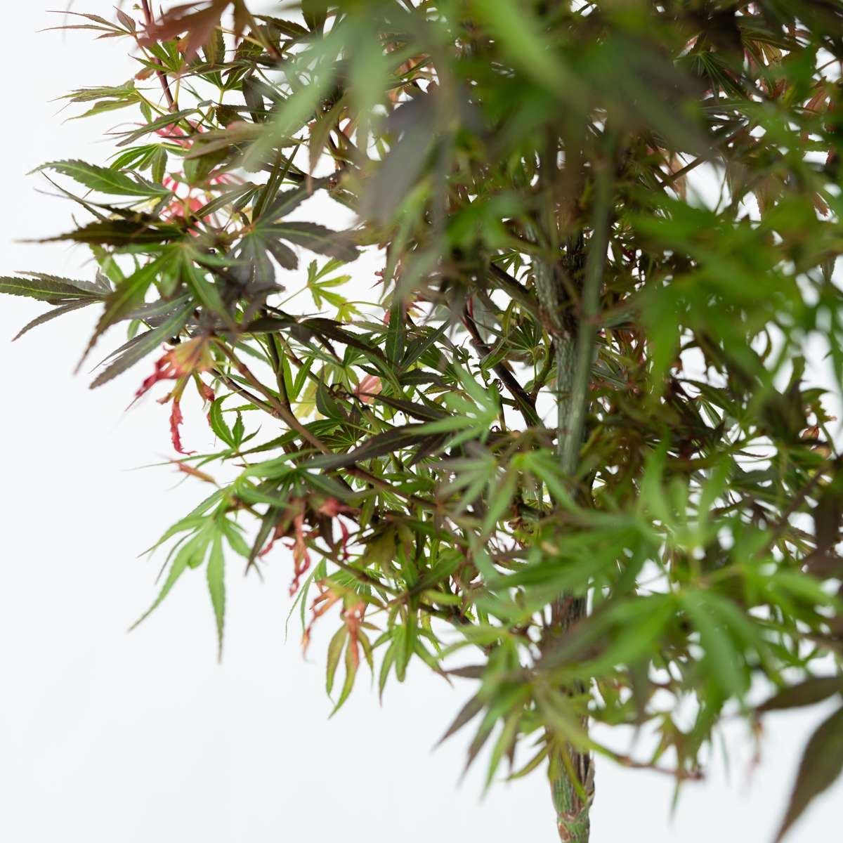 Japanese maple - 2 pcs. - Acer palmatum 'Shaina' - Height 80-90cm - ⌀19cm